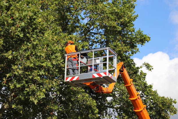 Reliable Enola, PA Tree Service Solutions